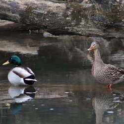 Get Out! For Wellness: East Penn Park & Three Ponds