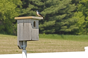 Nest Box Trail Walking Tour at Pope Farm Conservancy