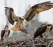 Discover Our Region's Avian Wonders at the OCL Plumsted Branch