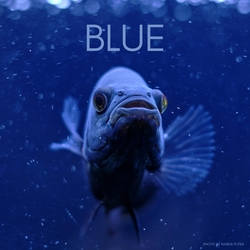 Opening Night – BLUE Photo Exhibit