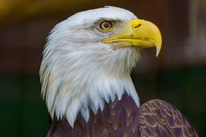 KEEPER CHATS @ Brandywine Zoo