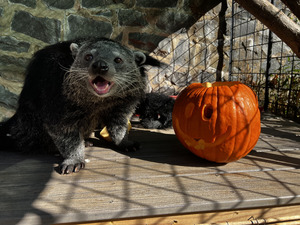 KEEPER CHATS @ Brandywine Zoo