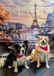 Art Theft with Denise Gard!