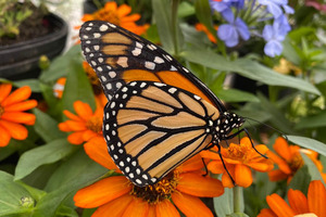 Butterfly Encounter at the Chattahoochee Nature Center