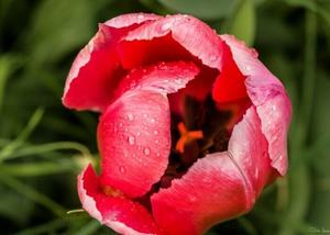 9th Biennial Raleigh Park Garden Tour Anniversary Tour Event June 7th