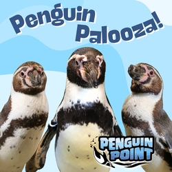 Penguin Palooza