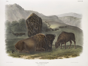 Family Fest: Into the Wild