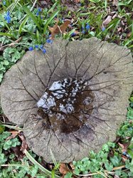Leaf Bird Bath Making Workshop