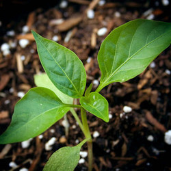 Horticulture 101: Propagation Workshop