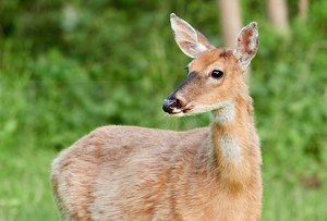 Profs & Pints Northern Virginia: Deer to Us