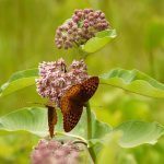 Gardening with Native Plants With Mass Audubon