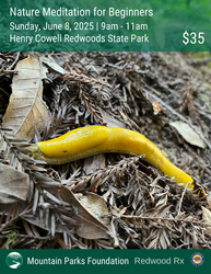 Meditation for Beginners at Henry Cowell