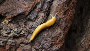 The Banana Slug Genome