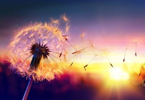 Sunset Serenity: Sound Meditation & Nature Therapy