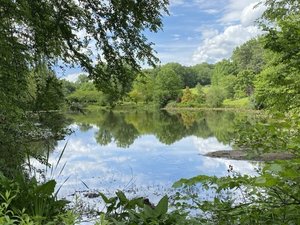 Summer Nature Therapy: Embracing the Season’s Shift