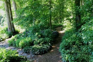 Woodland Nature Therapy: Calm & Connection Under the Canopy