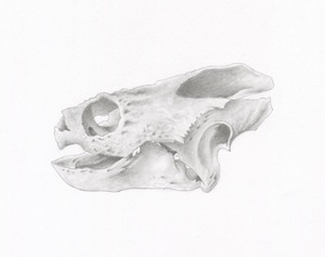 Scientific Illustration in Charcoal