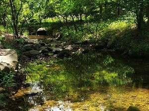 Creekside Nature Therapy: Refreshing Resilience