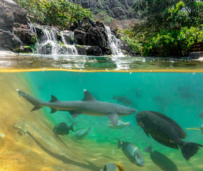 World Reef Day at Sea Life Park Hawaiʻi