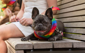 Woof Fest: Paws for Pride 2025