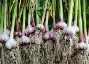 Garlic and Shallots - Care and Harvest