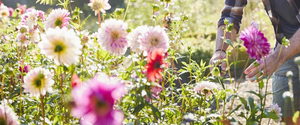 Caring for Dahlias in Season with Joe Lysik