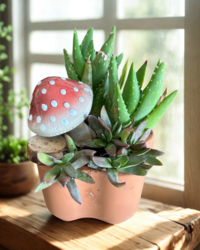 Succulent Arrangement Workshop at Ivy & Sage Lifestyle Co. in Mesa - Friday, June 6 from 6-7:30pm