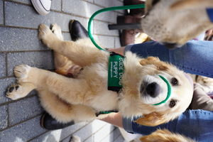 EPIC Steak's 15th Annual Paws for Pinot Event Benefitting Guide Dogs for the Blind