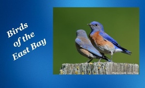 Birds of the East Bay