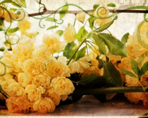 Growing Roses A Marin Master Gardener Presentation