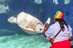 Sharks After Dark - Pride Night