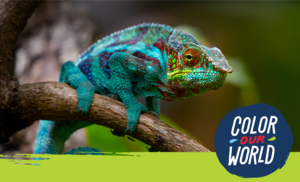 Nature's Educators: Camouflage