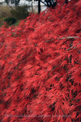 Trees for the Home Landscape