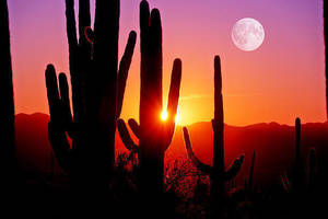 Desert Night Shift: A Nocturnal Ecology Hike