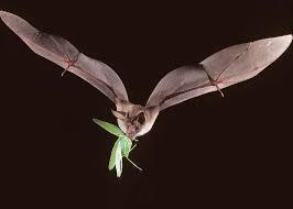 Bats in Flight