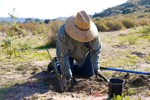 Nature Collective Hosts Volunteer Habitat Restoration Event