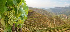 Brianza Wine Series:  7 Best Wine Centric U.S. Vacations