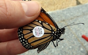 Edwardsville Garden Club - June Meeting: Monarch Habitat and Migration  Saturday June 7, 12PM