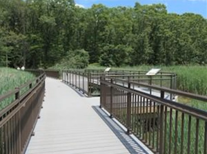 NJ Audubon: Summer Nature Walk at Hawk Rise