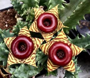 PLANT SALE. THE RARE PLANT NETWORK & GARDEN CLUB OF ST. PETERSBURG JUNE 7, 9-1PM