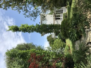 Arboretum Tour: Maher-a-Lago