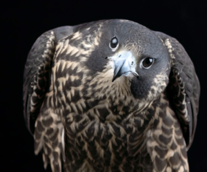 Falconry: The Sport of Kings