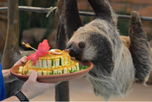 Sloth Birthday Celebration