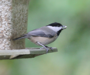 Birding Expedition: Powdermill Avian Research Center