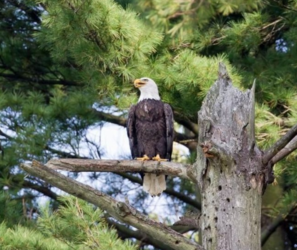 Birding Expedition Bus Tour: Goddard State Park