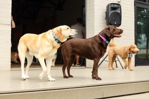Labrador Retriever Meetup at Skiptown Rhino