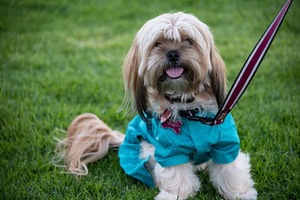Brooklyn Basin Small Dog Meetup | PRIDE + Dog Days of Summer