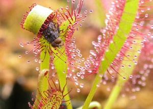Sacramento Bromeliad and Carnivorous Plant Socety Show and Sale