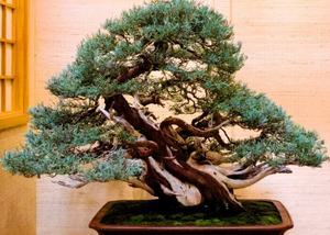 Midwest Bonsai Society