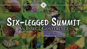 Six-legged Summit: An Insect Conference